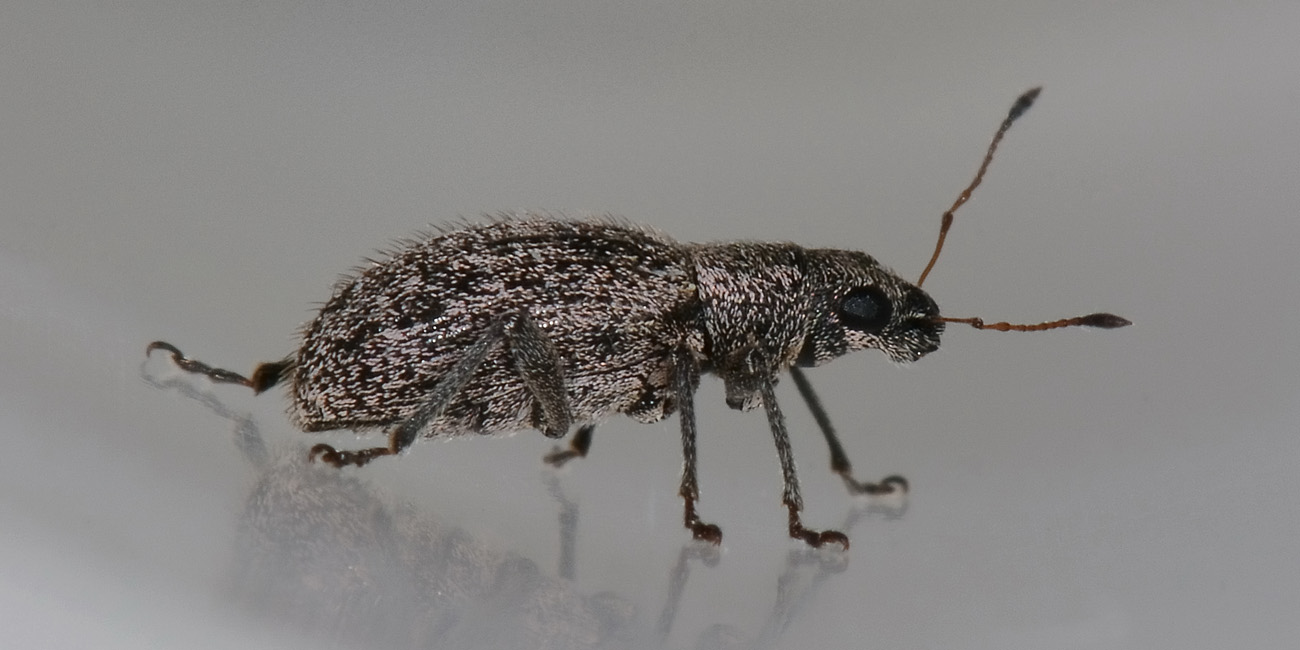 Polydrusus inustus